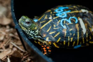 Smuggled Turtles Saved at J.F.K. Are Recovering in the Bronx