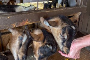 Baby Goats From a Traveling Petting Zoo Test Positive for Rabies