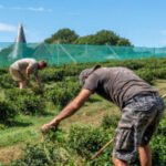 In England — Yes, England — Tea and Cantaloupe Grow as the Climate Warms