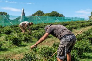 In England — Yes, England — Tea and Cantaloupe Grow as the Climate Warms