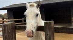 Surge in horses given up by owners as costs rise