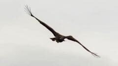'Miracle' eagle with broken wing spotted back above Scottish coast
