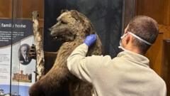 How the hair of a museum bear is helping tackle wildlife crime